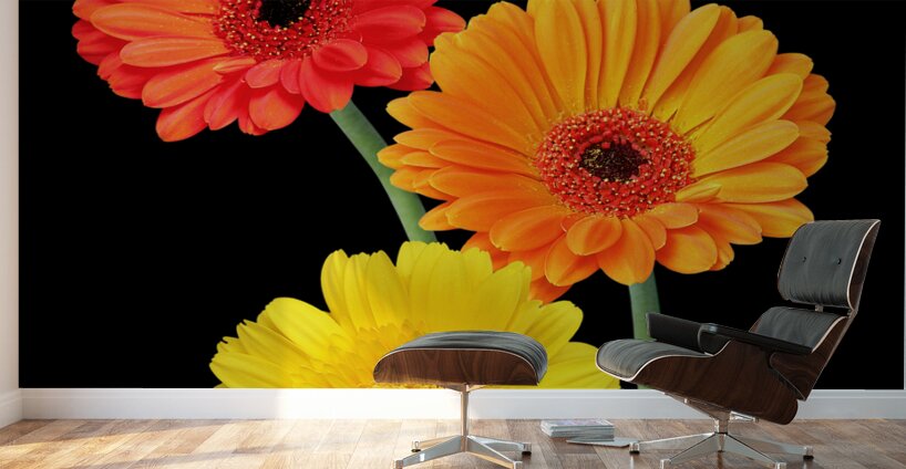 Sunny Gerbera Daisies On Black Wall Murals