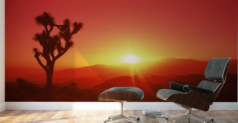 SIL Joshua tree dusk Joshua Tree Ntl Pk CA 111797 Wall Murals