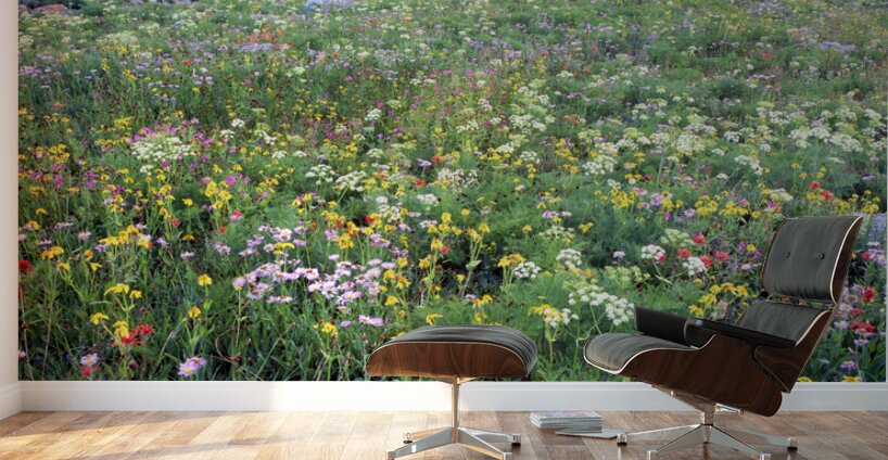 Field of wildflowers in Grand Teton Ntl Park WY 103942 Wall Murals