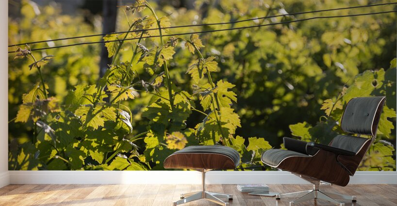 IMG 7686 Wall Murals