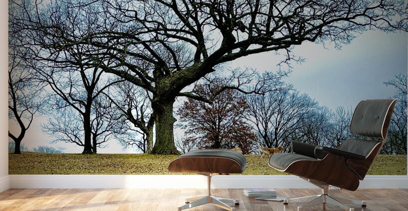 IMG 5059 Wall Murals