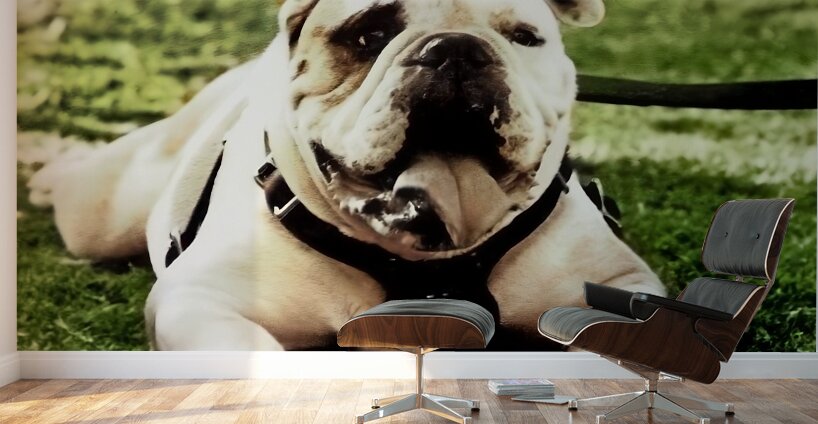 1980s bully mascot art  Wall Murals