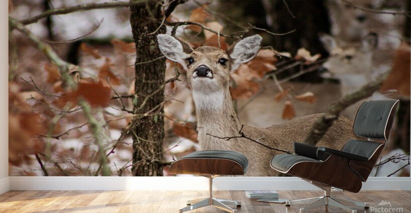 Winter doe Wall Murals