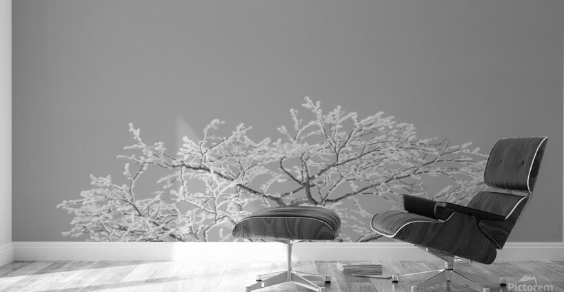 Lonesome Trail Wall Murals