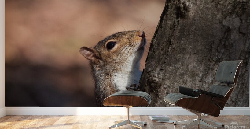 Squirrel in the Sunlight Wall Murals