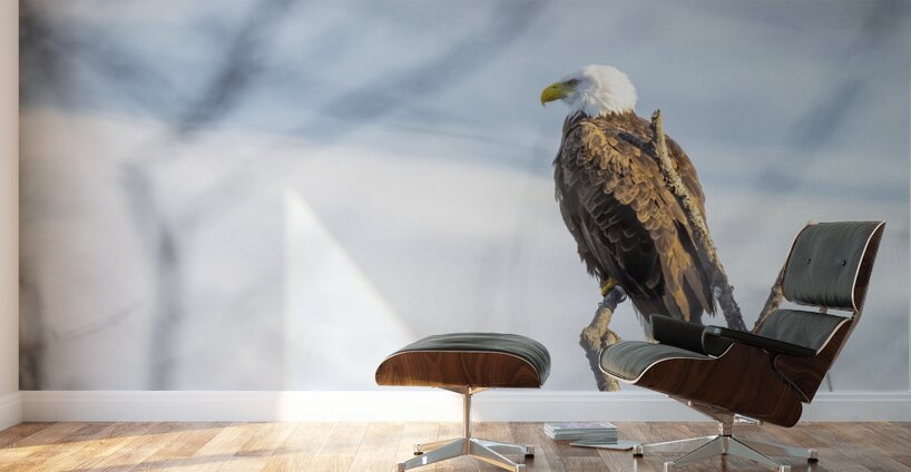 Eagle Scan Wall Murals