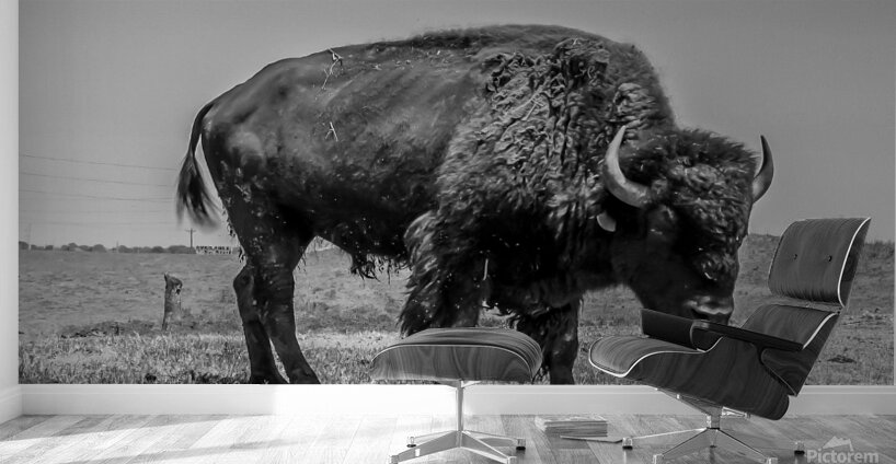Lone Bison  Wall Murals