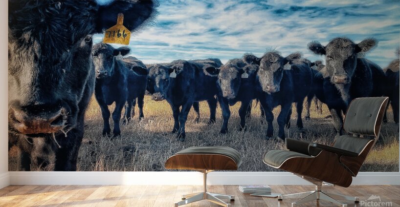 Curious Angus Wall Murals