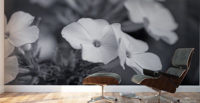 Summer Phlox Flowers Blue Tone  Wall Murals