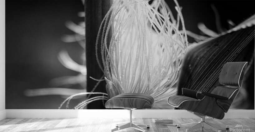 Corn Silk Summer Wall Murals