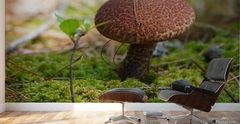 Mushroom Wall Murals