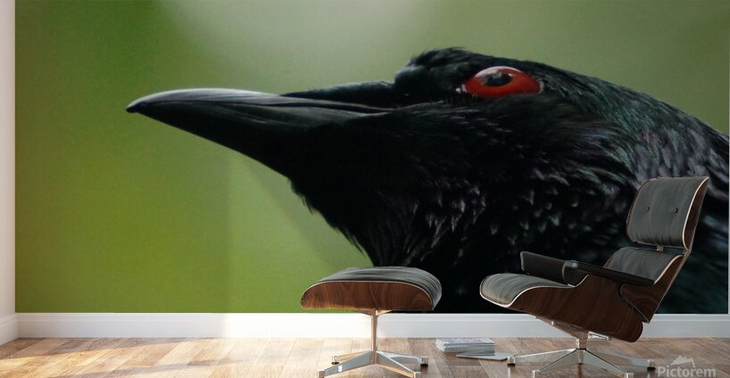 Those Eyes Wall Murals