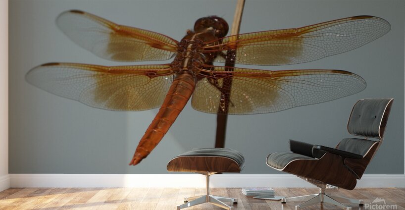 Dragonfly Wall Murals