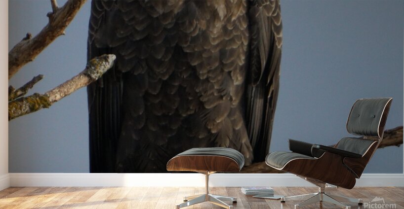 Eagle Perch Wall Murals