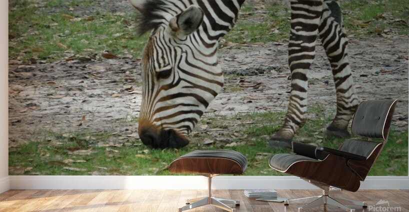 Zebra Wall Murals