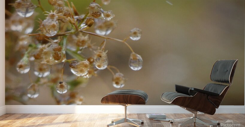 Dewy Morning Wall Murals