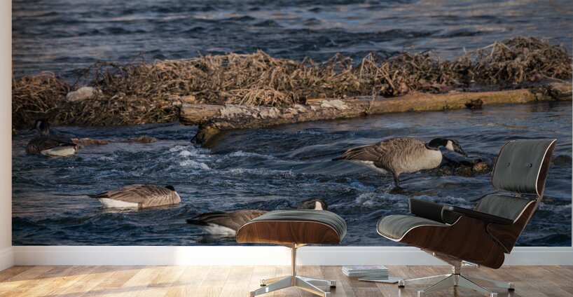 Canada Geese And Rapids Wall Murals
