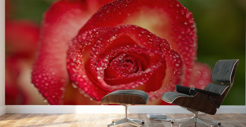 Red Blush Rose Macro III Wall Murals