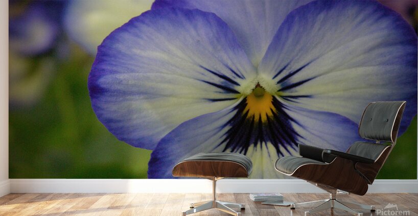 Blue Pansy Wall Murals