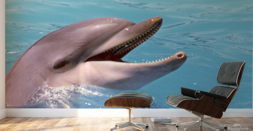Dolphin Wall Murals