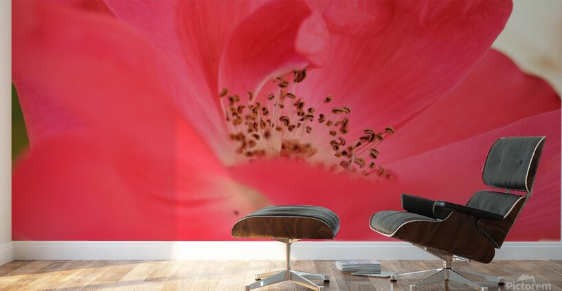 Red Rose Wall Murals