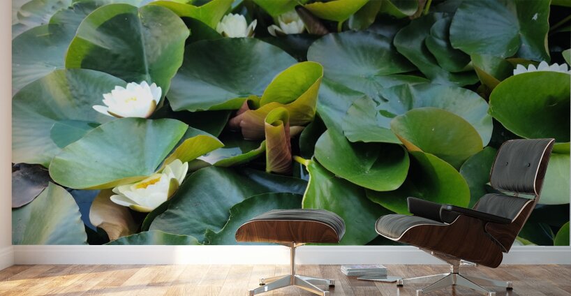 Nature’s Quiet Triumph Wall Murals