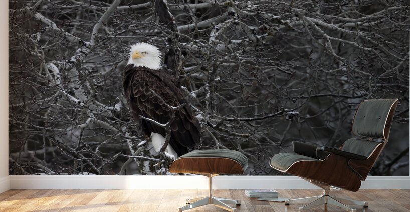 DESPERADO - The Eagle Wall Murals