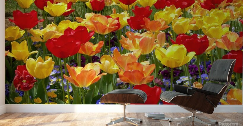 Tulip Garden Wall Murals