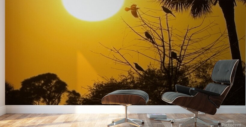 IMG 7934 Wall Murals