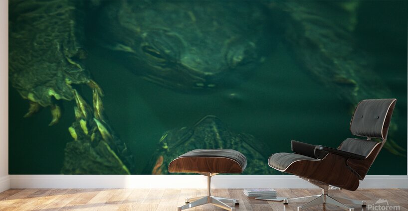 Turtles  Wall Murals