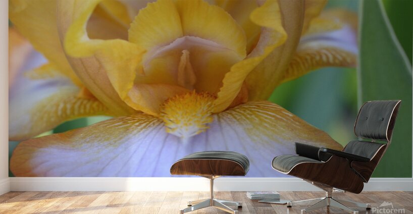 Orange Iris Wall Murals