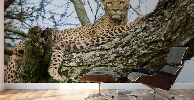 Leopard on high Wall Murals