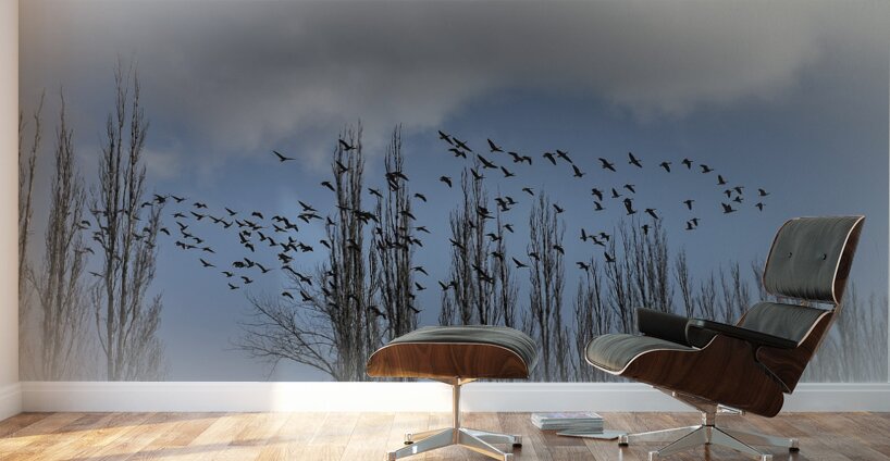 FS240207 BIRDS Wall Murals