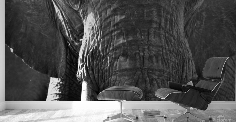 DSC 7276 Wall Murals