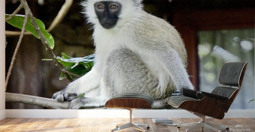 DSC 7014 Wall Murals