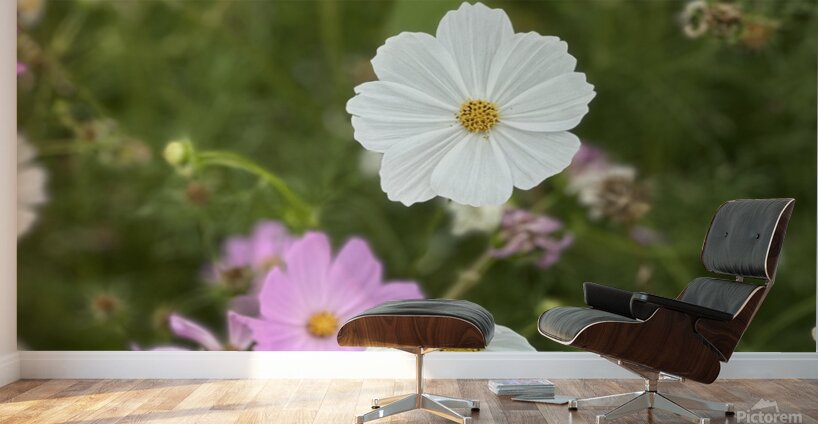 IMG 7088 Wall Murals