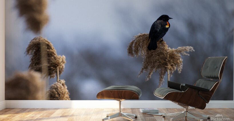 Redwinged Blackbird Wall Murals