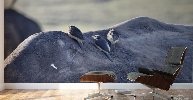 DSC 6682 Wall Murals