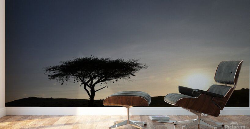 DSC 7211 Wall Murals