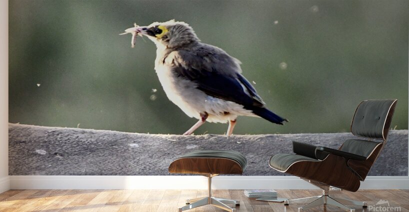 DSC 6658 Wall Murals