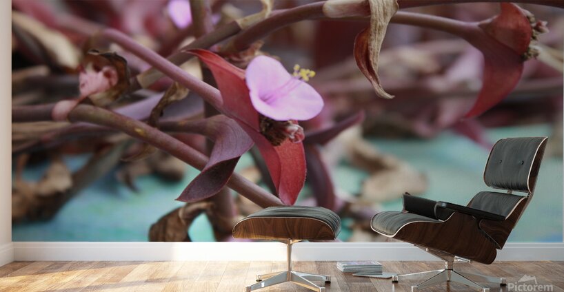 Cuba pink cup flower Wall Murals