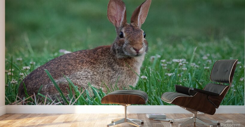 Backyard Bunny - Spring Days Wall Murals