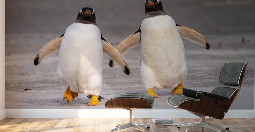 Two Gentoo penguins at Bluff Cove on Falklands walking to ocean Wall Murals