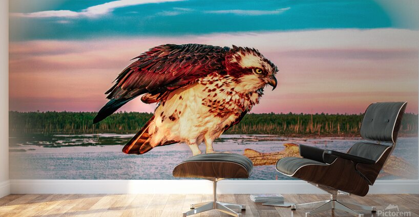 Care a Lot Osprey Wall Murals