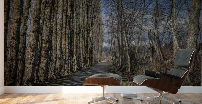 FS240207DW Wall Murals