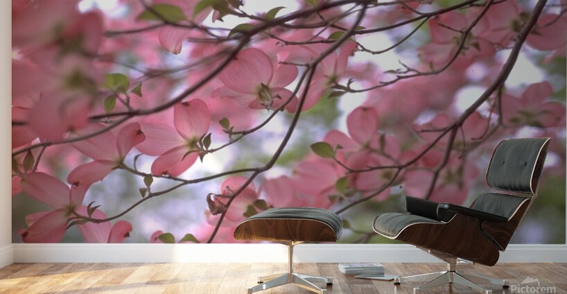 Pink Dogwoods Wall Murals