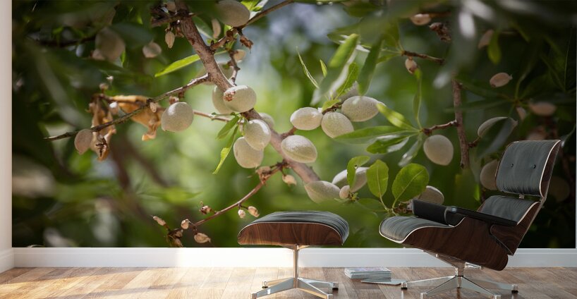 PIC17054 Wall Murals