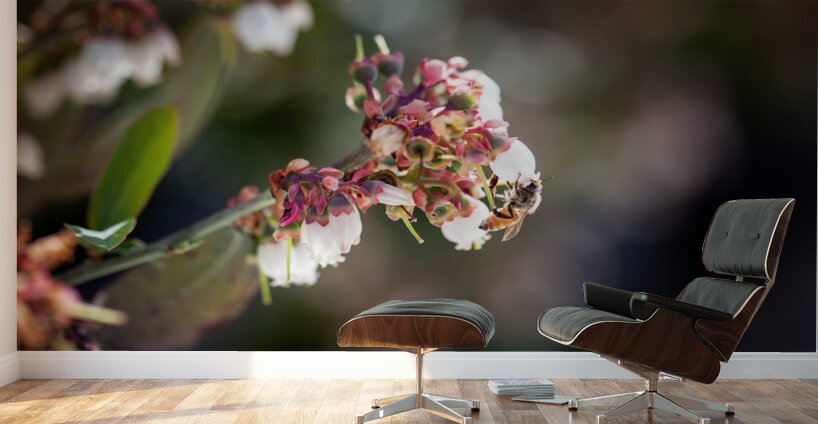 IMG 1002 Wall Murals