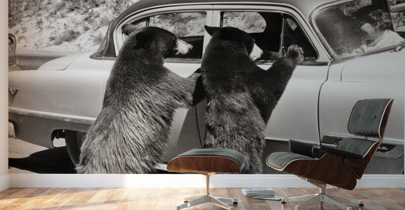 1950s TWO BLACK BEARS STANDING AT WINDOWS OF CAR 229783 Wall Murals