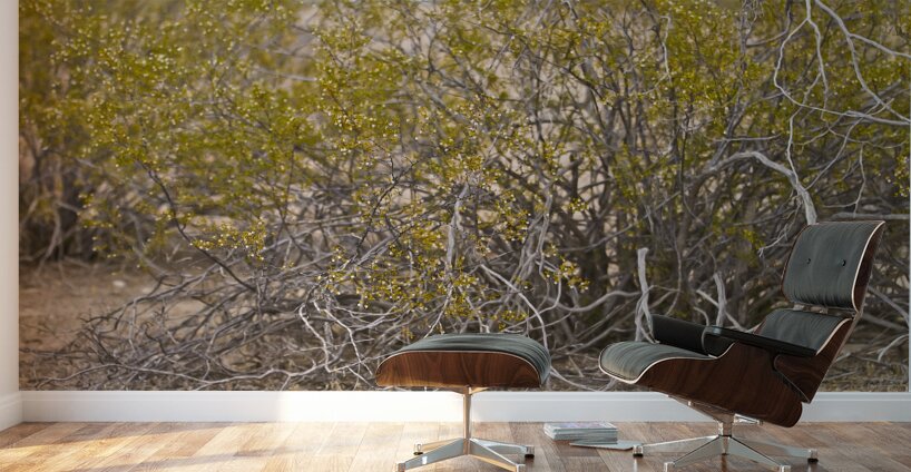 Casa Grande Ruins National Monument AZ 105 Wall Murals